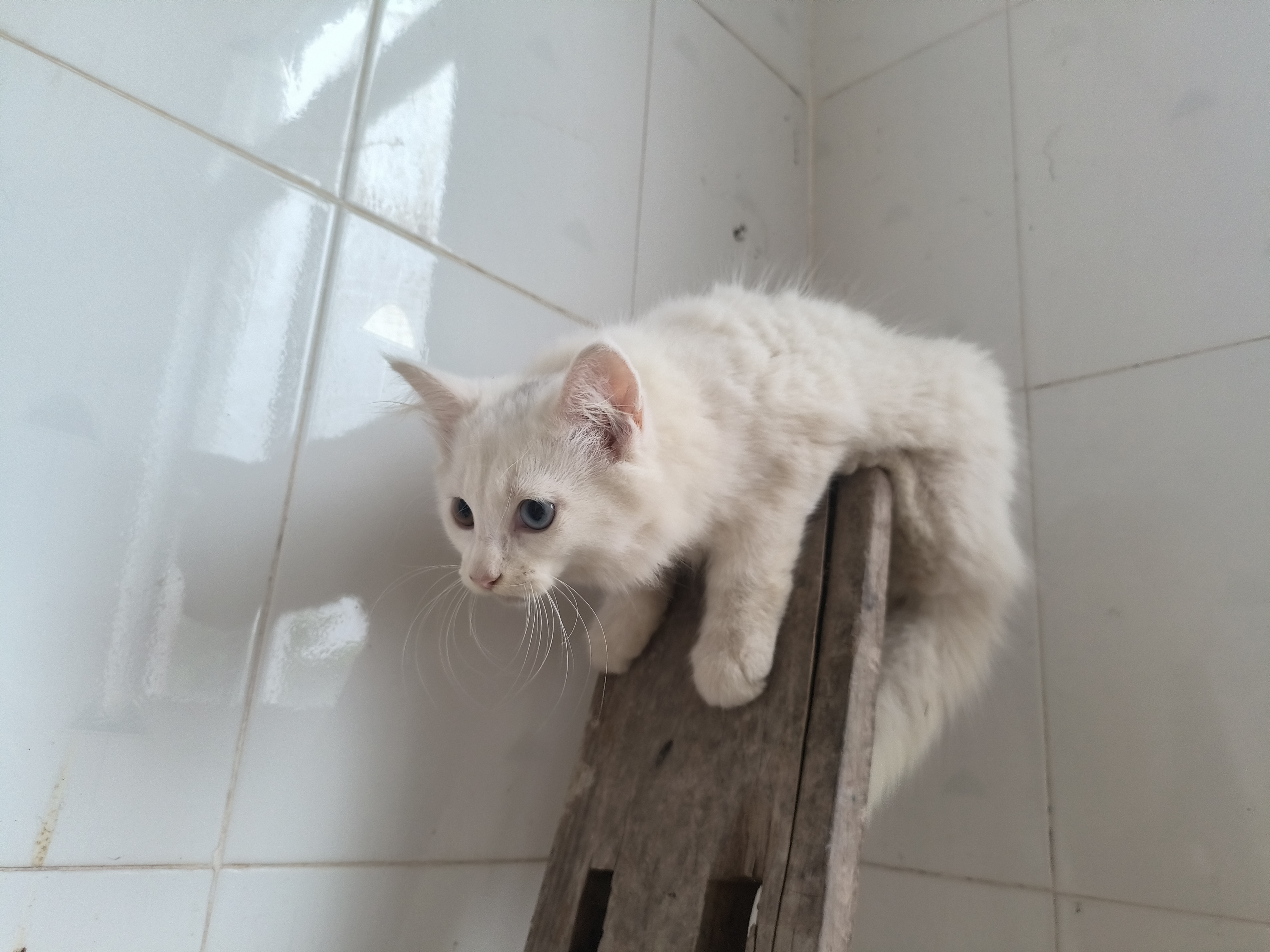 缅因，有异瞳，大脚